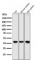 Anti-GATA3 Rabbit Monoclonal Antibody